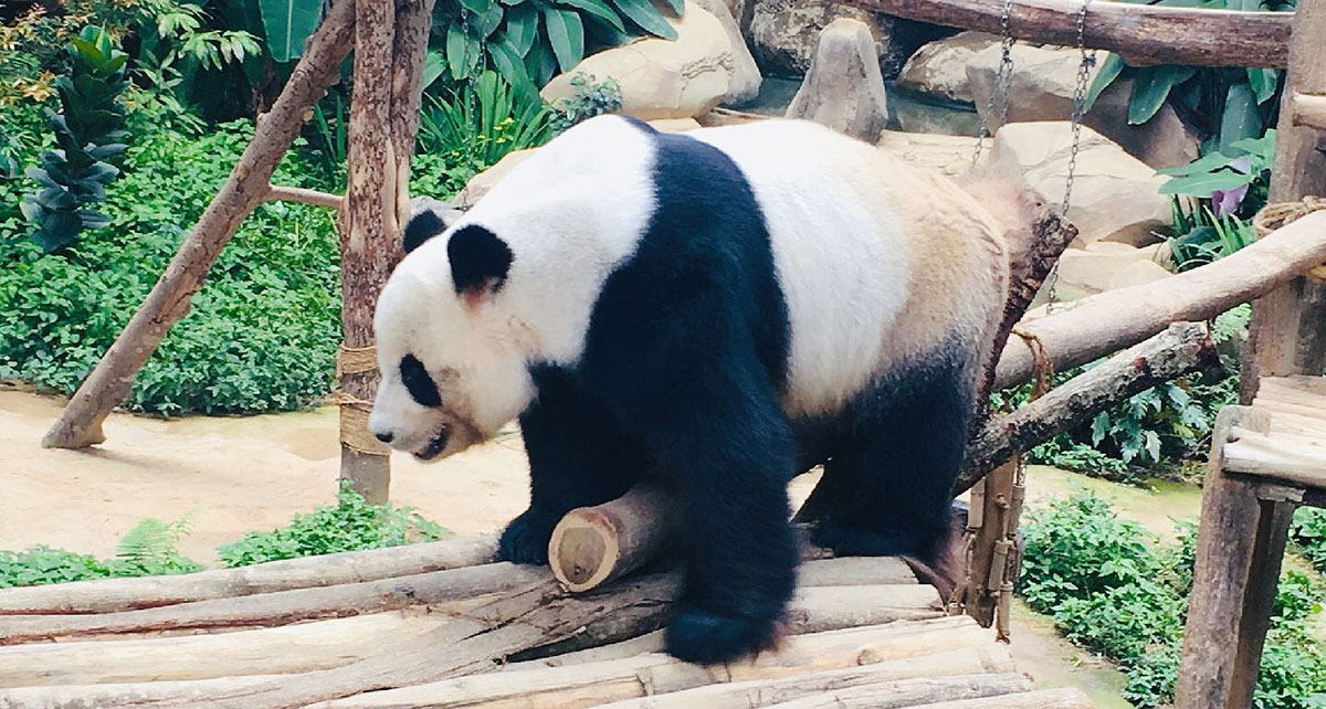 Panda "Liangliang" Gave Birth to Cubs